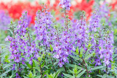 Close-up purple flower outdoors