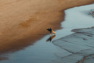 High angle view of dog running on water