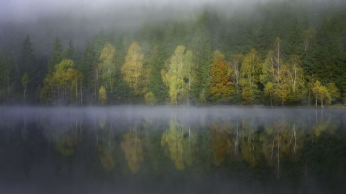 Scenic view of lake in forest