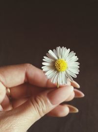 Close-up of cropped hand holding daisy