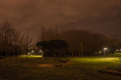 Trees in park at night