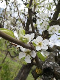 Close-up of white cherry blossom tree