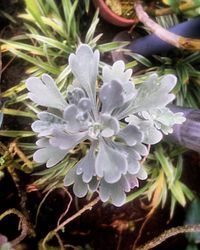 Close-up of purple flowering plant