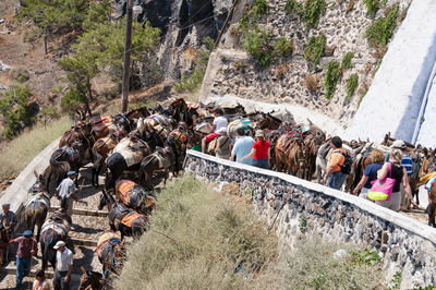 A large group of transport donkeys and tourists in a small street of santorini island in greece