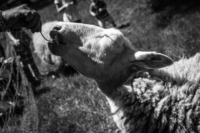 Close-up of hand feeding