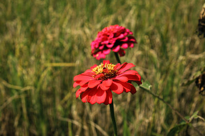 Close-up of pink flower on field