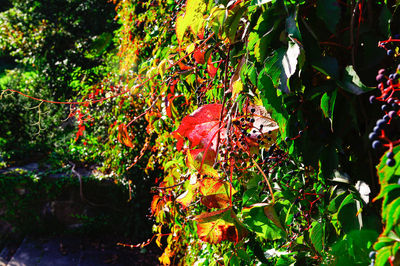 Close-up of leaves on tree