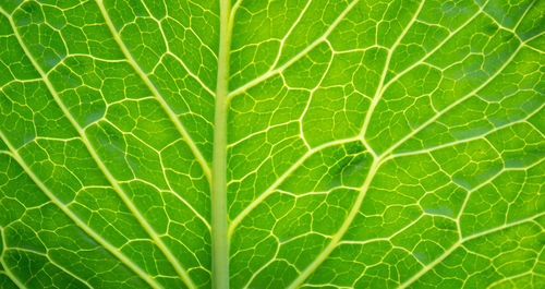 Full frame shot of green leaf