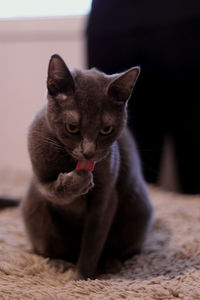 Close-up of cat sitting on bed at home