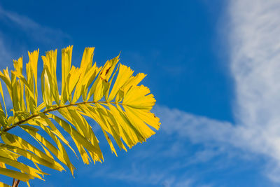 Low angle view of yellow flowering plant against sky