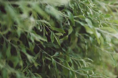 Close-up of fresh green plants growing outdoors