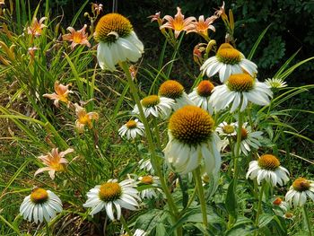 Close-up of flowering plants on field