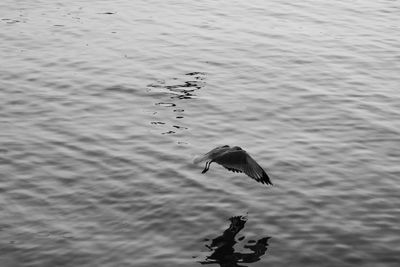 High angle view of seagulls flying over lake