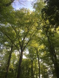 Low angle view of trees in forest