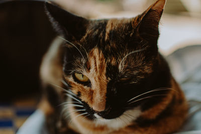 Close-up portrait of a cat