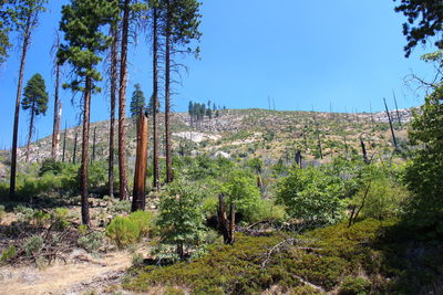 Scenic view of landscape against clear blue sky