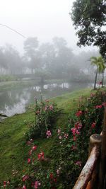 Flowers blooming in park