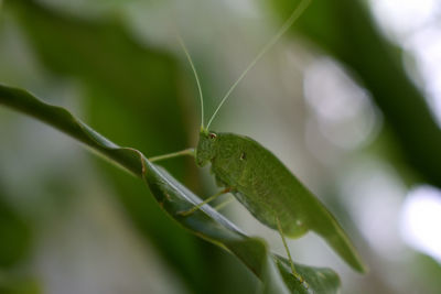 Close-up of insect on leaf