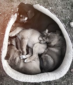 High angle view of dogs sleeping