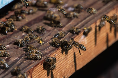 High angle view of bees on wood