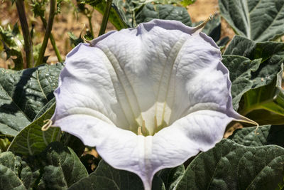 Close-up of white flowering plants