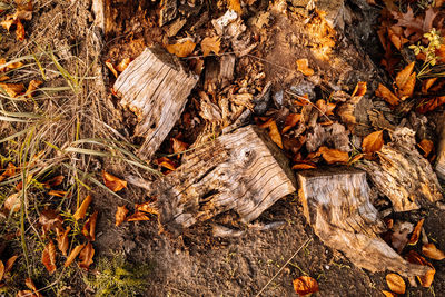 Full frame shot of dry leaves on log in forest