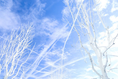 Low angle view of plants against sky during winter