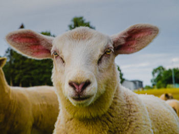 Close-up portrait of a sheep