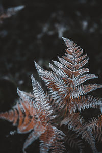 Close-up of frozen pine tree at night