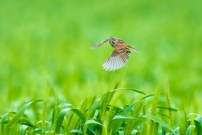 Bird flying over a field