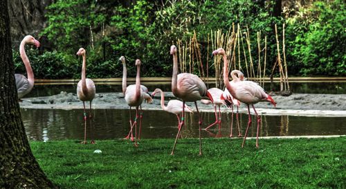 Ducks on lake against trees