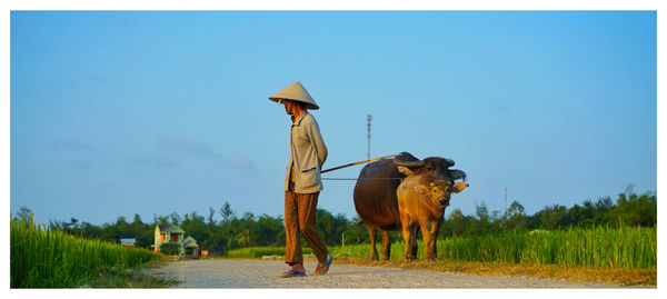 Man with buffalo walking on road