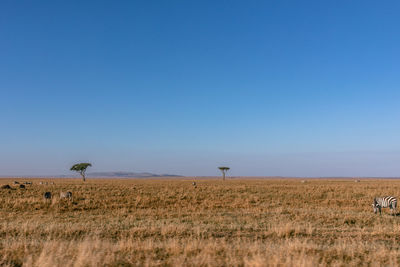Scenic view of field against clear sky