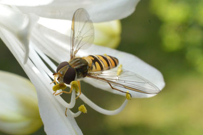 Close-up of hoverfly on white flower