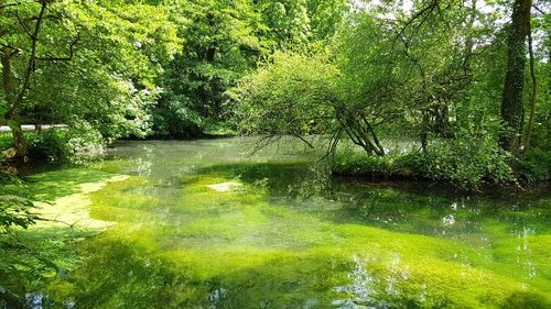 Scenic view of river amidst trees in forest