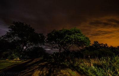 Trees on field against sky at night