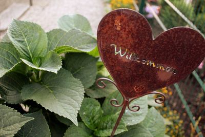 Close-up of heart shape on plant