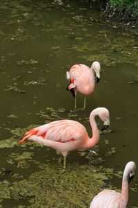 Flamingo drinking water in a lake