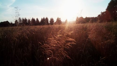 Scenic view of field against sky at sunset