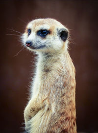 Close-up of an animal looking away