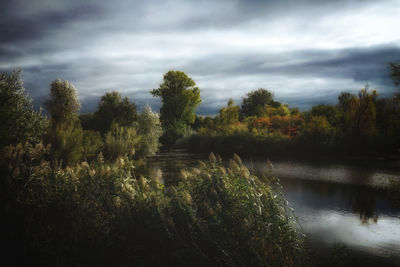 Scenic view of lake in forest against sky