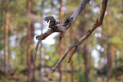 Low angle view of bird on branch