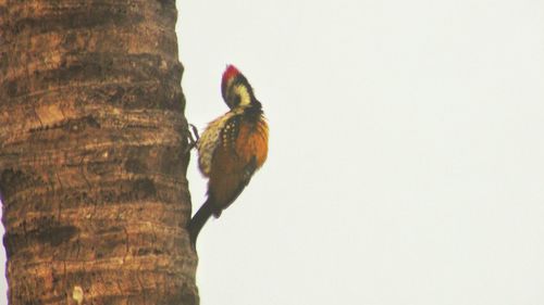 Low angle view of bird perching on tree against clear sky