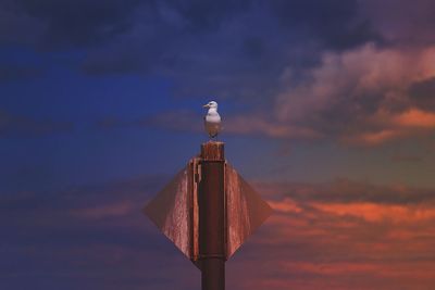 Low angle view of seagull perching on pole against sky during sunset
