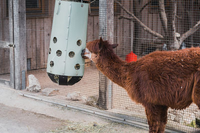 View of a alpaca eating