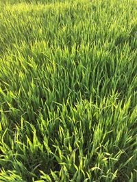 Full frame shot of fresh green field