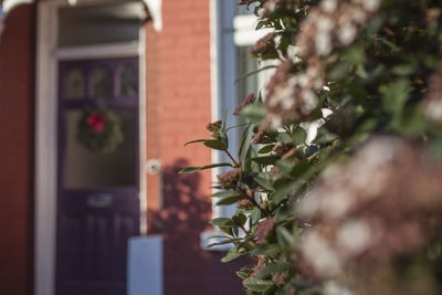 Close-up of potted plant against building