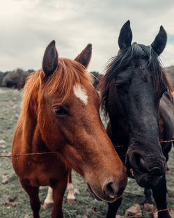 Horses standing in ranch against sky