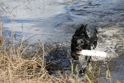 Dog in lake