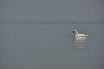 Duck swimming in a lake